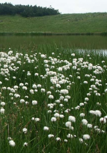 Pflanzenbild gross Scheuchzers Wollgras - Eriophorum scheuchzeri