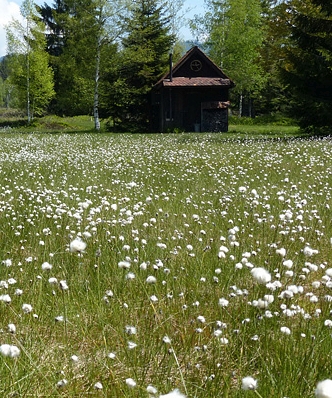 Pflanzenbild gross Scheiden-Wollgras - Eriophorum vaginatum