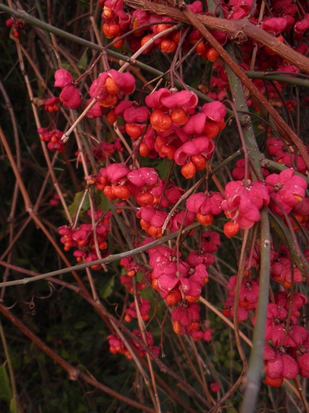 Pflanzenbild gross Gemeines Pfaffenhütchen - Euonymus europaeus