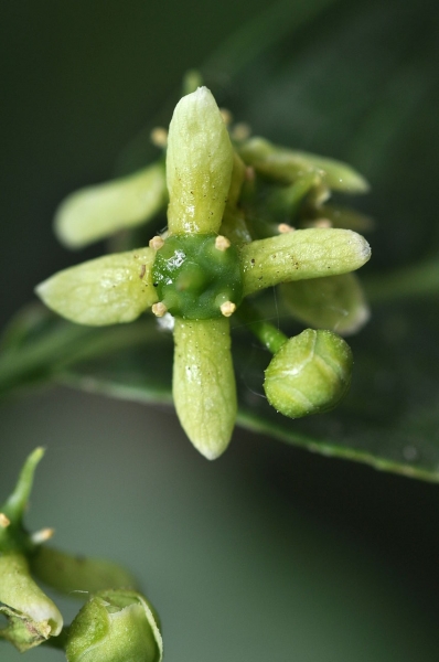 Pflanzenbild gross Gemeines Pfaffenhütchen - Euonymus europaeus