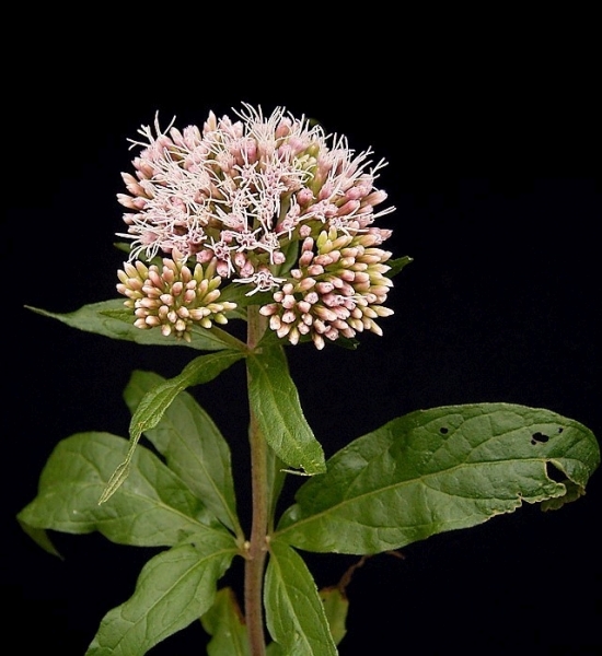 Pflanzenbild gross Wasserdost - Eupatorium cannabinum