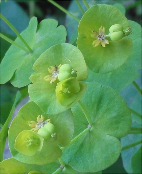 Pflanzenbild gross Mandelblättrige Wolfsmilch - Euphorbia amygdaloides