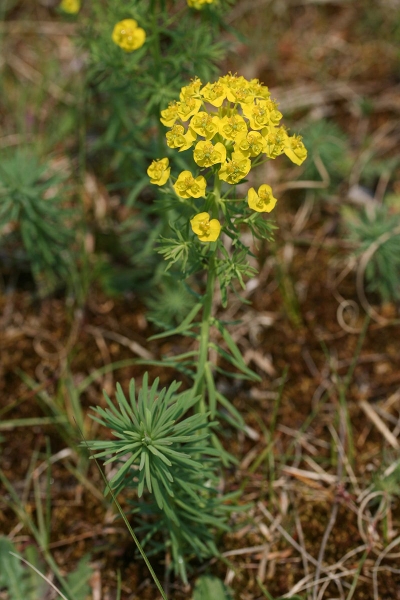 Pflanzenbild gross Zypressenblättrige Wolfsmilch - Euphorbia cyparissias