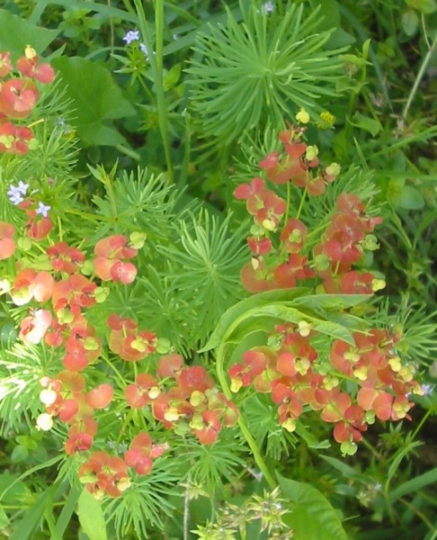 Pflanzenbild gross Zypressenblättrige Wolfsmilch - Euphorbia cyparissias