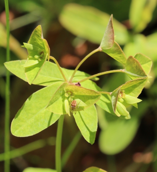 Pflanzenbild gross Süsse Wolfsmilch - Euphorbia dulcis