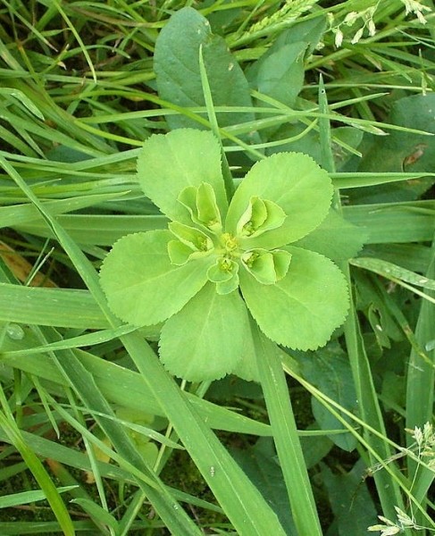 Pflanzenbild gross Sonnenwend-Wolfsmilch - Euphorbia helioscopia