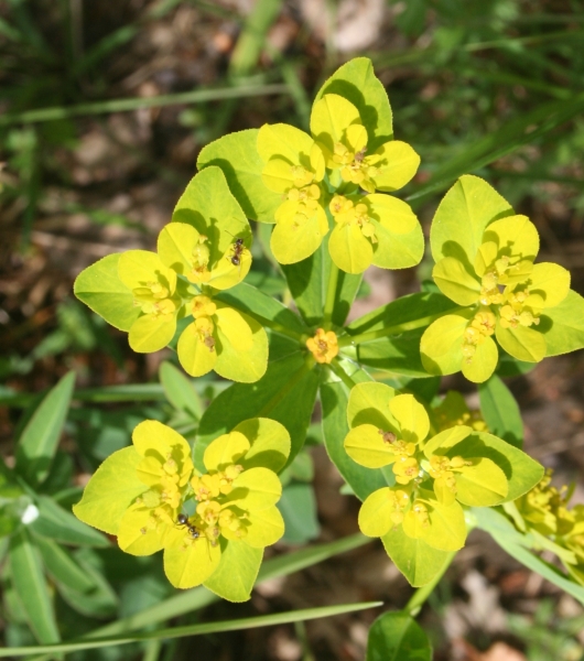 Pflanzenbild gross Warzige Wolfsmilch - Euphorbia verrucosa
