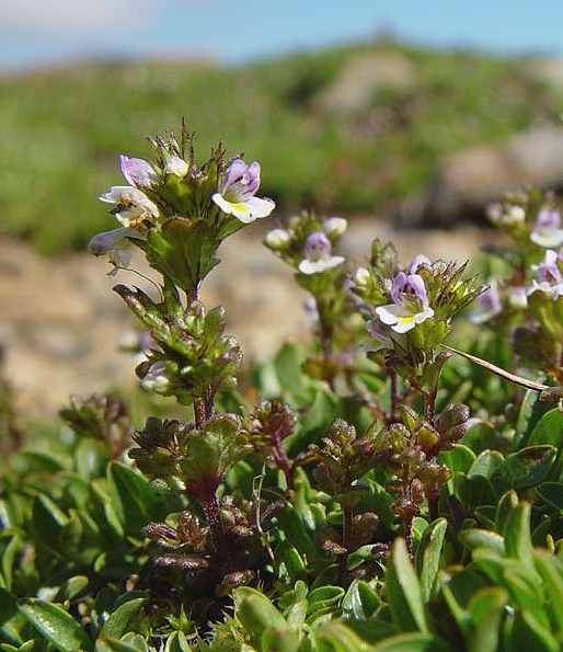 Pflanzenbild gross Zwerg-Augentrost - Euphrasia minima