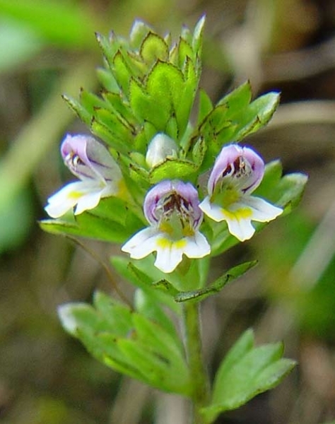 Pflanzenbild gross Zwerg-Augentrost - Euphrasia minima