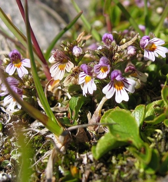 Pflanzenbild gross Zwerg-Augentrost - Euphrasia minima