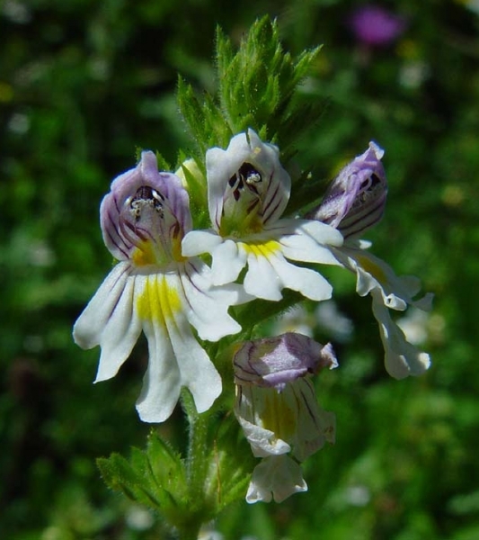 Pflanzenbild gross Wiesen-Augentrost - Euphrasia rostkoviana