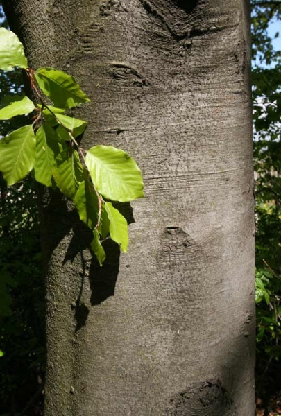 Pflanzenbild gross Rot-Buche - Fagus sylvatica
