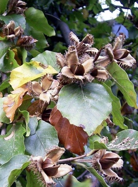 Pflanzenbild gross Rot-Buche - Fagus sylvatica