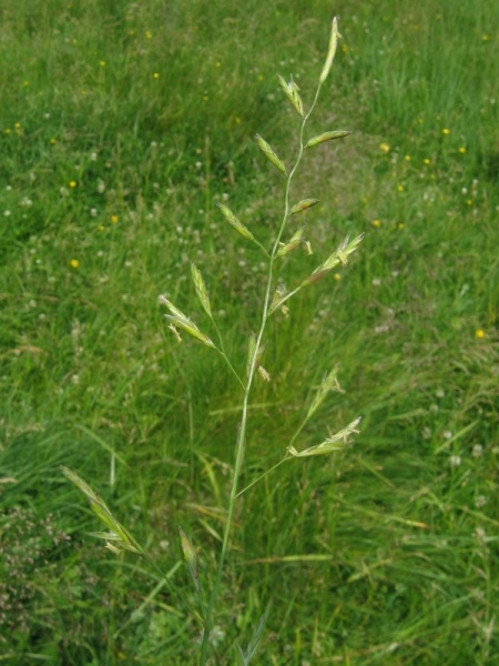 Pflanzenbild gross Wiesen-Schwingel - Festuca pratensis