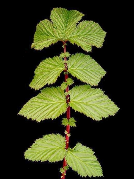 Pflanzenbild gross Moor-Geissbart - Filipendula ulmaria