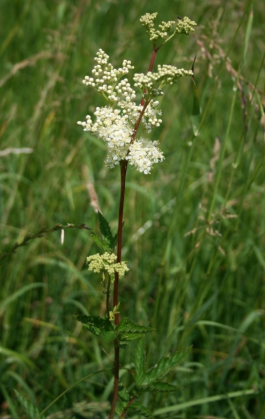 Pflanzenbild gross Moor-Geissbart - Filipendula ulmaria