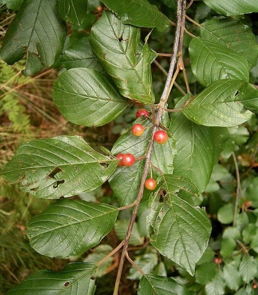 Pflanzenbild gross Faulbaum - Frangula alnus