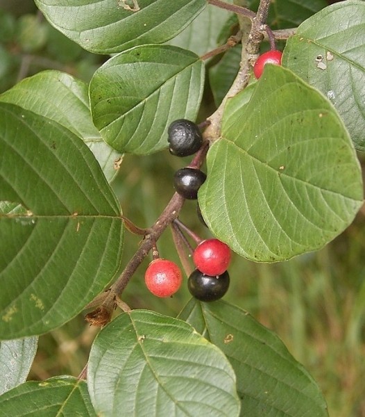 Pflanzenbild gross Faulbaum - Frangula alnus