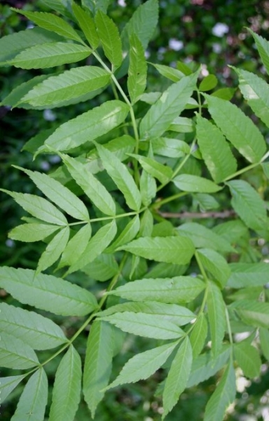 Pflanzenbild gross Gemeine Esche - Fraxinus excelsior