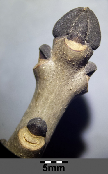 Pflanzenbild gross Gemeine Esche - Fraxinus excelsior