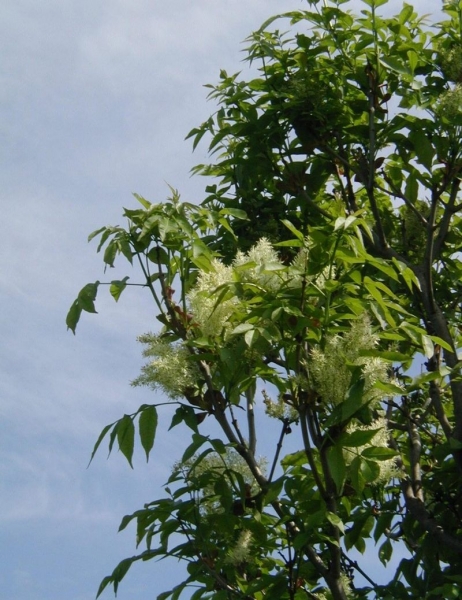 Pflanzenbild gross Manna-Esche - Fraxinus ornus