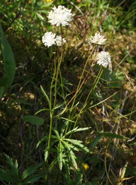 Pflanzenbild gross Kleine Sterndolde - Astrantia minor