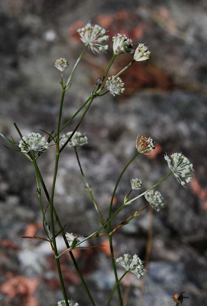 Pflanzenbild gross Kleine Sterndolde - Astrantia minor