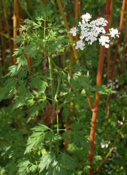 Pflanzenbild gross Hundspetersilie - Aethusa cynapium