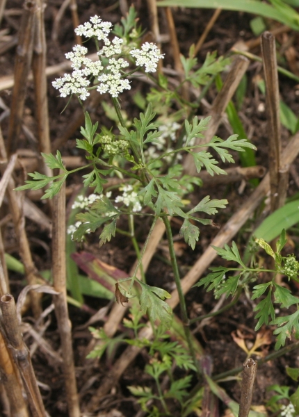 Pflanzenbild gross Hundspetersilie - Aethusa cynapium