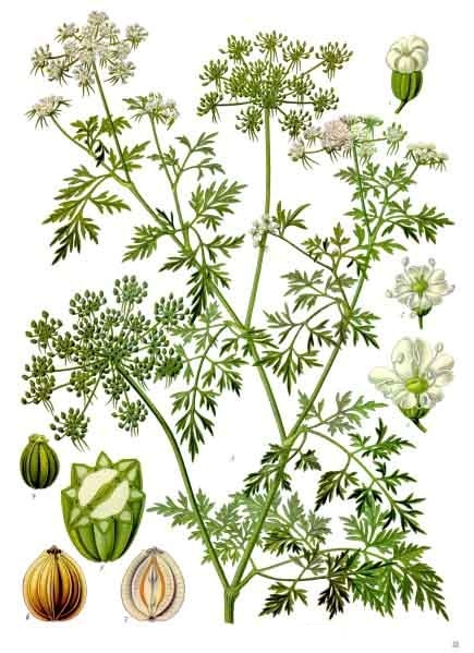 Pflanzenbild gross Hundspetersilie - Aethusa cynapium