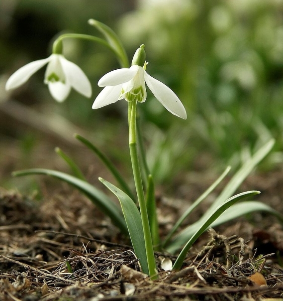 Pflanzenbild gross Schneeglöckchen - Galanthus nivalis