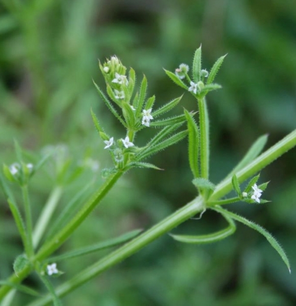 Pflanzenbild gross Kletten-Labkraut - Galium aparine