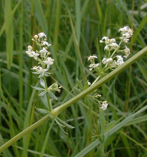 Pflanzenbild gross Wiesen-Labkraut - Galium mollugo aggr.