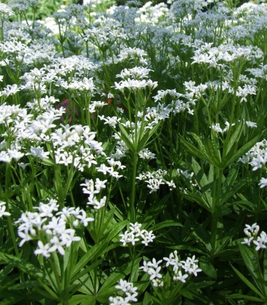 Pflanzenbild gross Echter Waldmeister - Galium odoratum