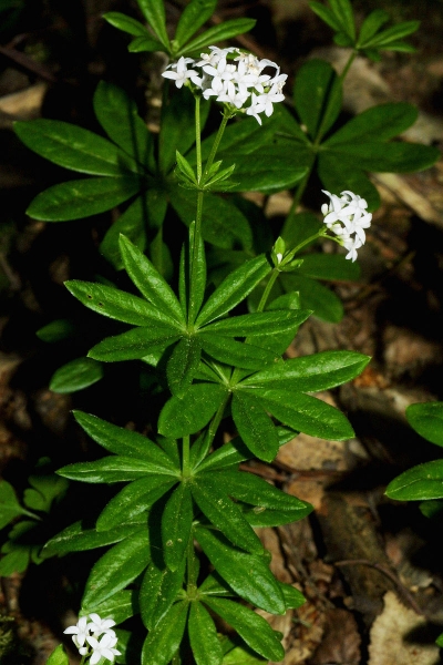 Pflanzenbild gross Echter Waldmeister - Galium odoratum