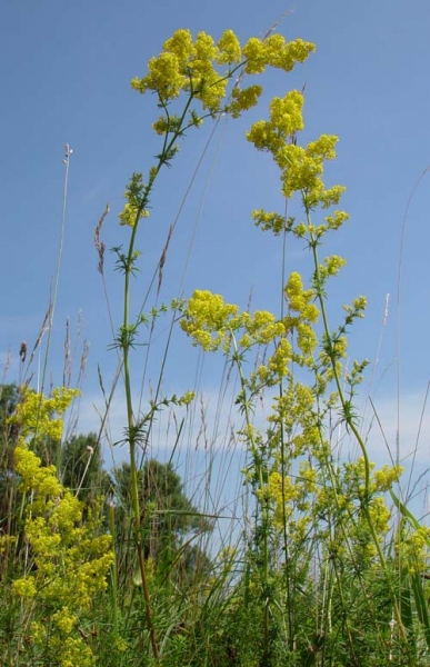 Pflanzenbild gross Echtes Labkraut - Galium verum