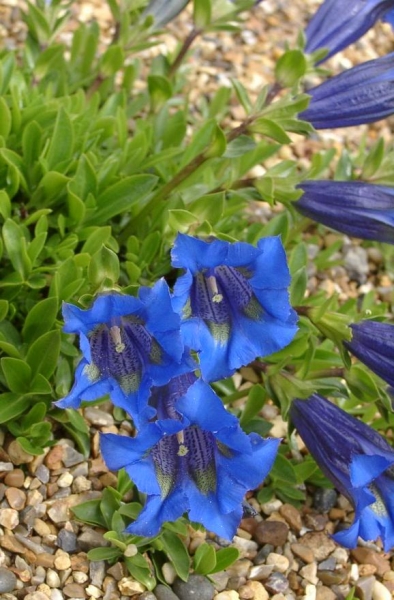 Pflanzenbild gross Silikat-Glocken-Enzian - Gentiana acaulis