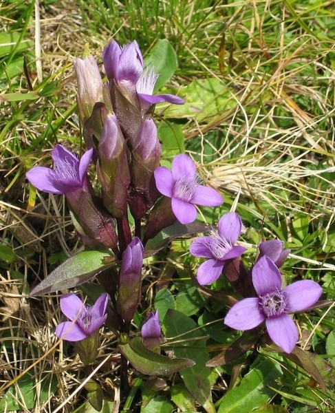 Pflanzenbild gross Feld-Enzian - Gentiana campestris