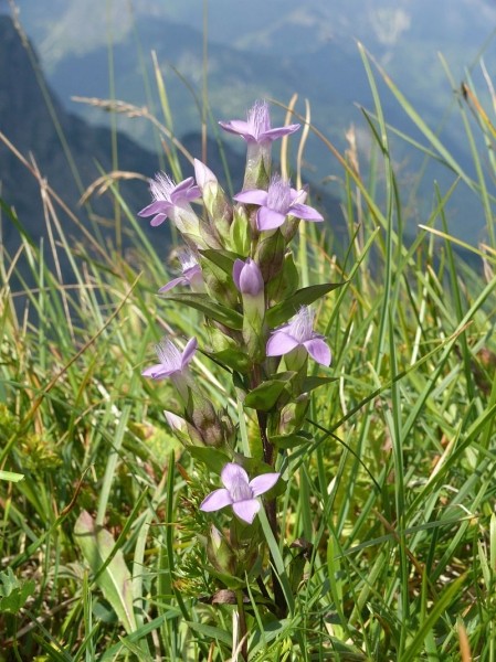 Pflanzenbild gross Feld-Enzian - Gentiana campestris