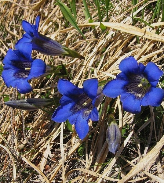 Pflanzenbild gross Kalk-Glocken-Enzian - Gentiana clusii