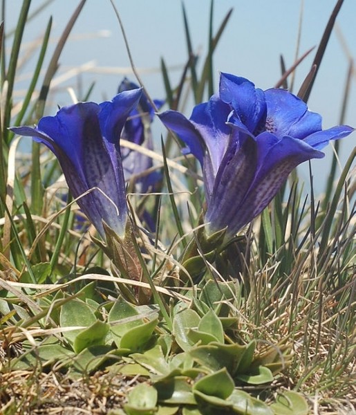 Pflanzenbild gross Kalk-Glocken-Enzian - Gentiana clusii