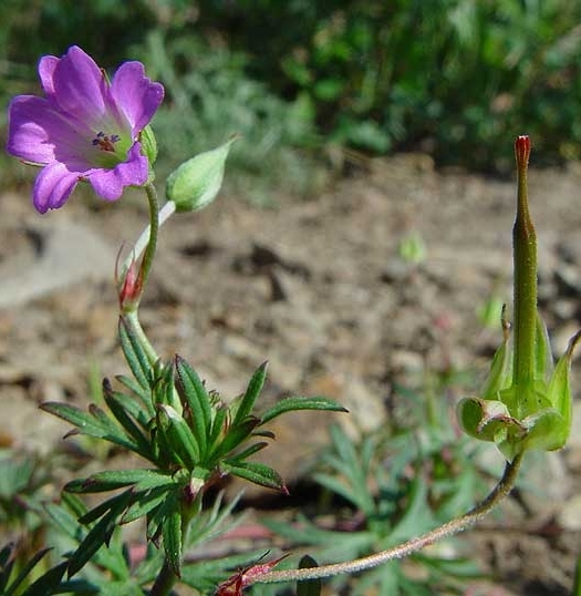 Pflanzenbild gross Tauben-Storchschnabel - Geranium columbinum