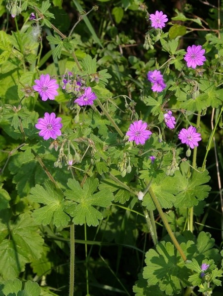 Pflanzenbild gross Pyrenäen-Storchschnabel - Geranium pyrenaicum