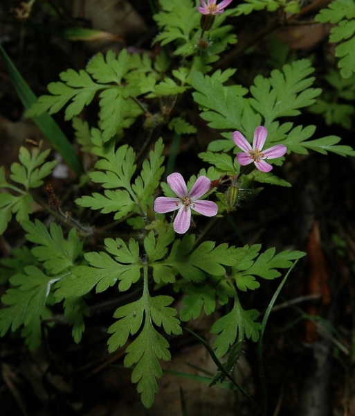 Pflanzenbild gross Stinkender Storchschnabel - Geranium robertianum