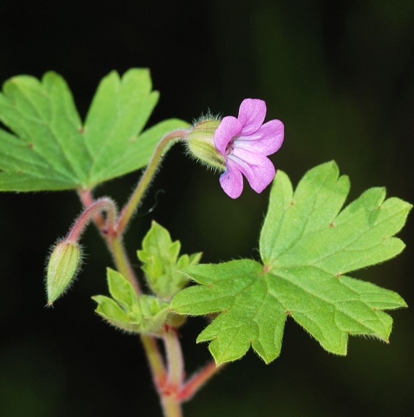 Pflanzenbild gross Rundblättriger Storchschnabel - Geranium rotundifolium