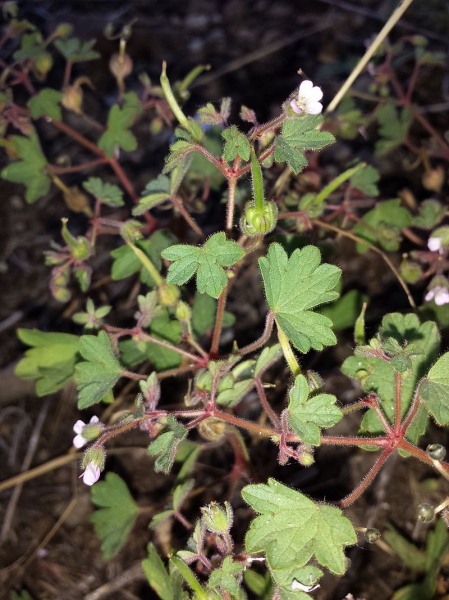 Pflanzenbild gross Rundblättriger Storchschnabel - Geranium rotundifolium