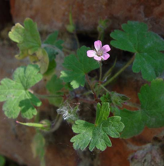 Pflanzenbild gross Rundblättriger Storchschnabel - Geranium rotundifolium