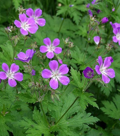 Pflanzenbild gross Wald-Storchschnabel - Geranium sylvaticum