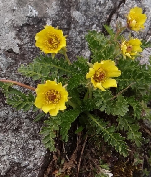 Pflanzenbild gross Kriechende Nelkenwurz - Geum reptans