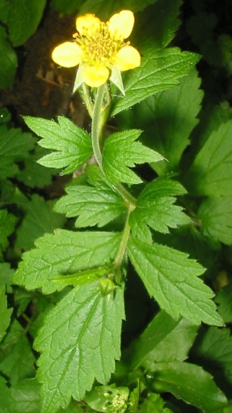Pflanzenbild gross Echte Nelkenwurz - Geum urbanum